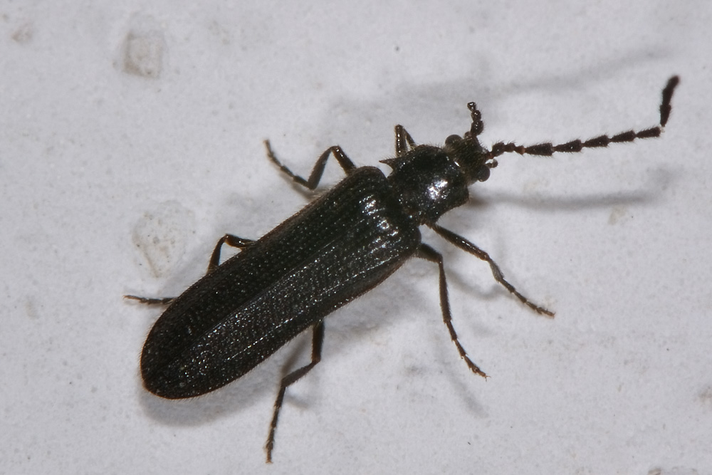 Omalisidae:  Phaeopterus unicolor